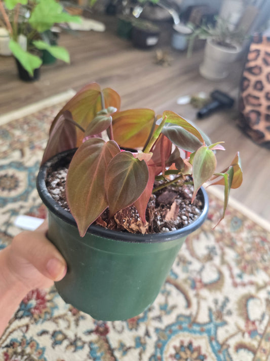 Pink Micans Philodendron