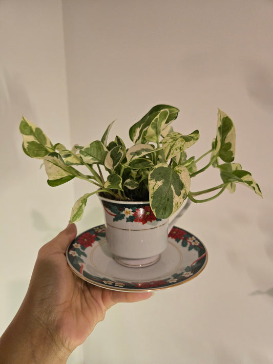 Njoy in Christmas Tea Cup
