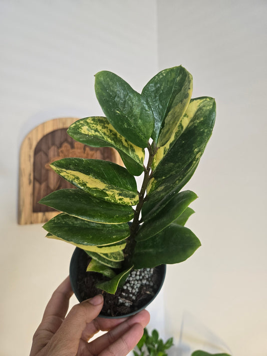 Variegated ZZ