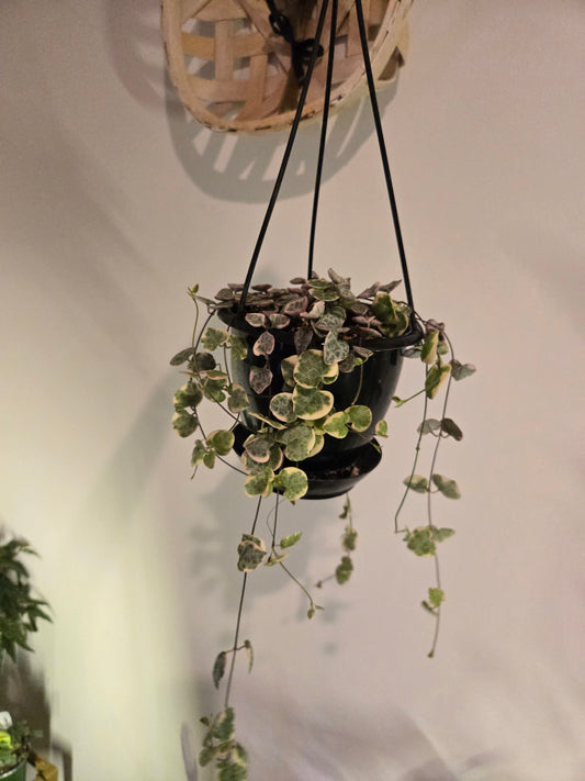 Variegated String of Heart's Basket