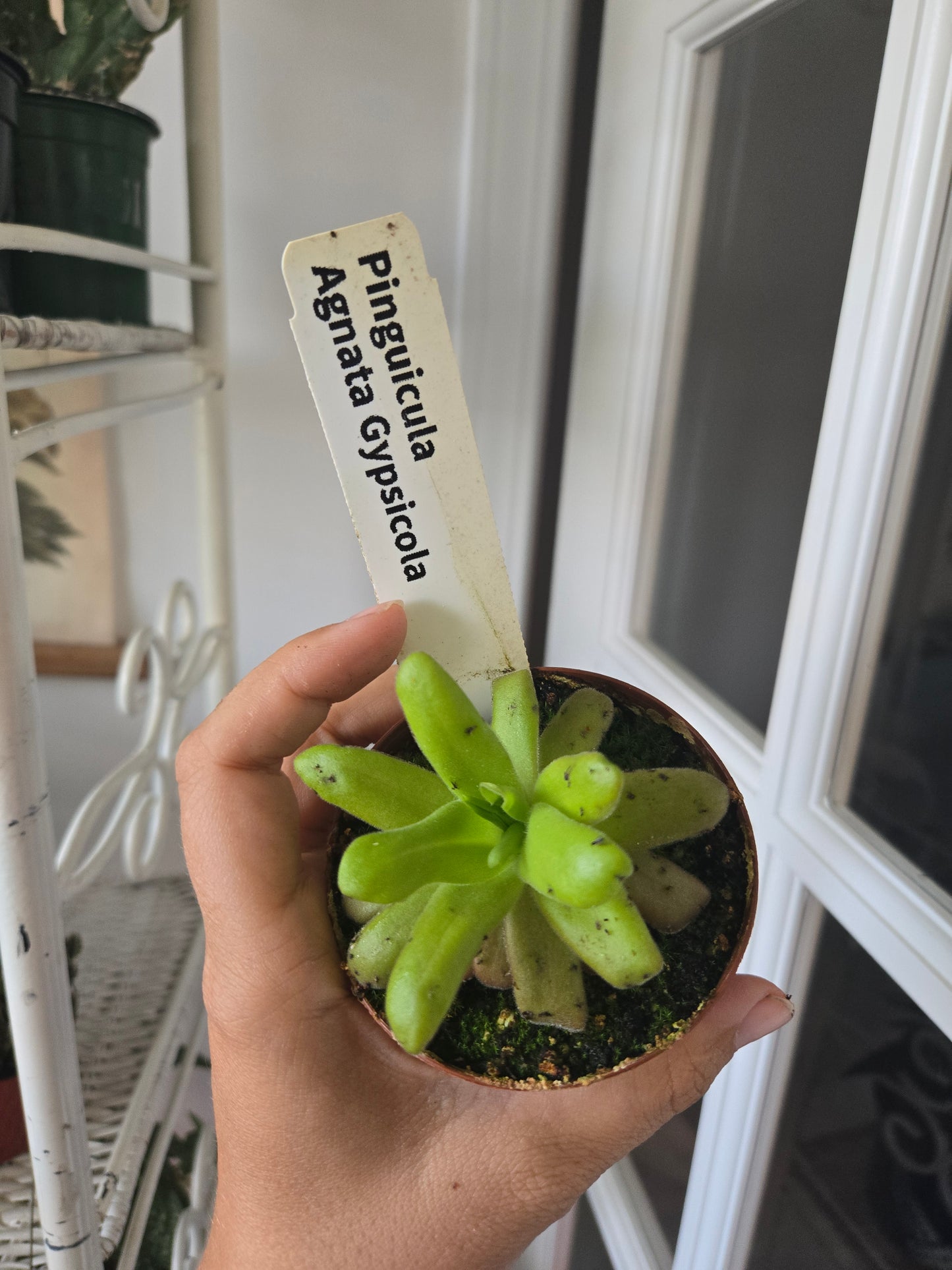 Pinguicula Agnata Gypsicola