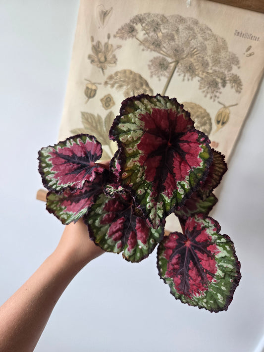 4 in Begonia Rex