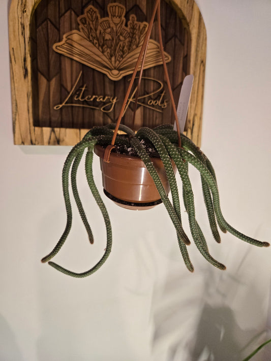Rat tail Cactus Hanging Basket