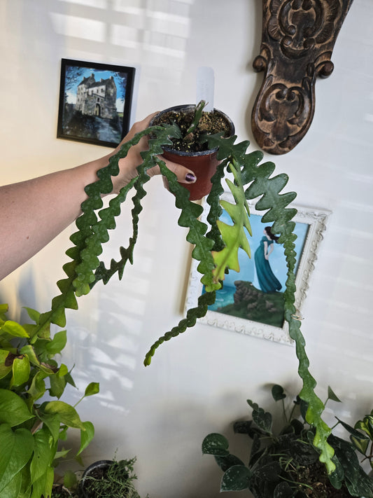 Rick Rack/ Fish Bone Cactus