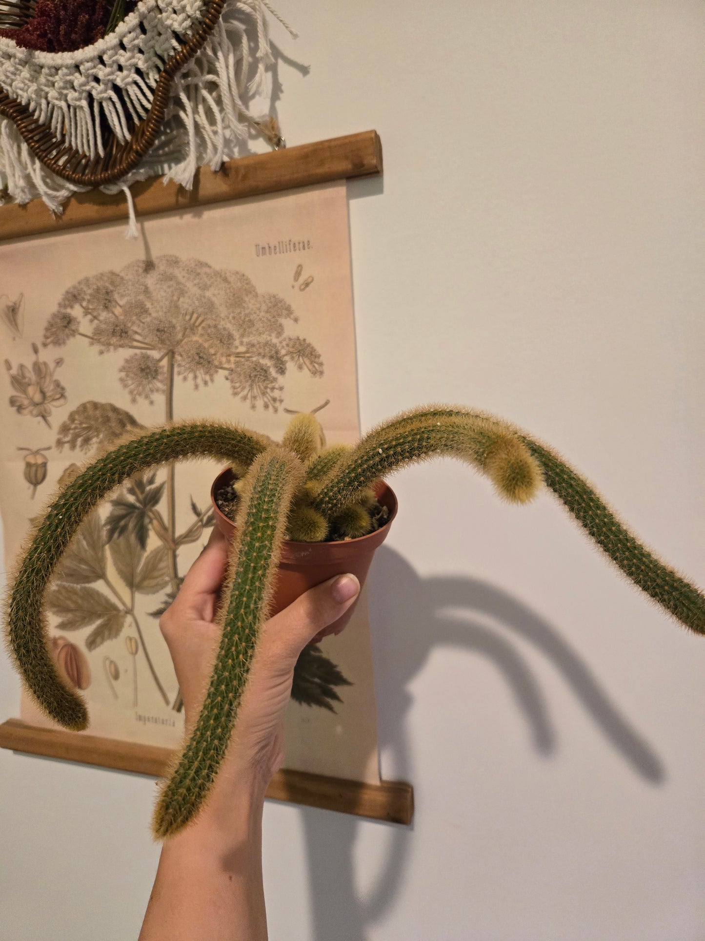 Golden Rat Tail Cactus