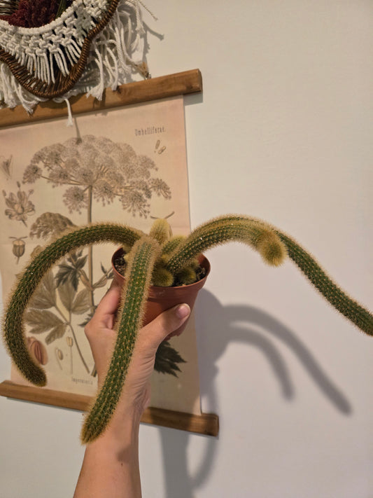 Golden Rat Tail Cactus