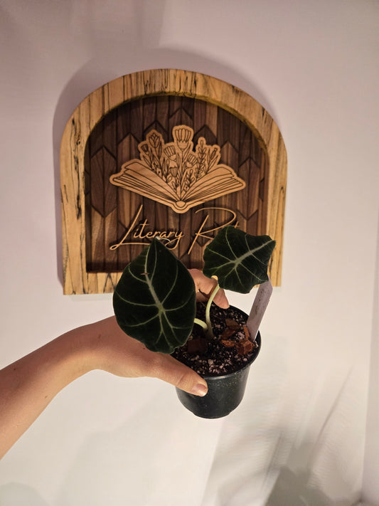 Alocasia Black Velvet