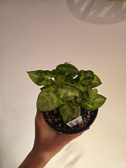 Syngonium White butterfly