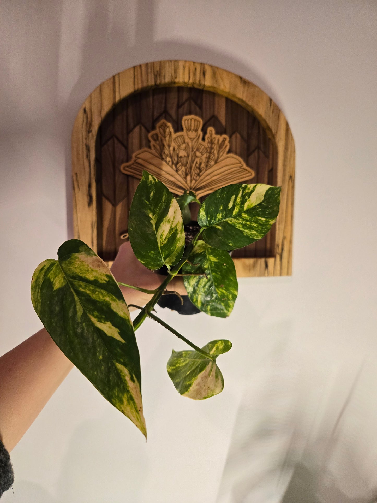 Epipremnum Golden Flame