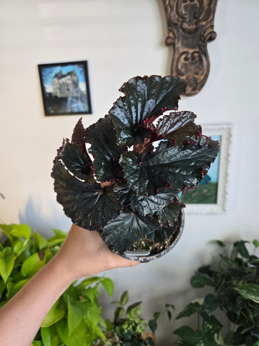 Black Magic Begonia