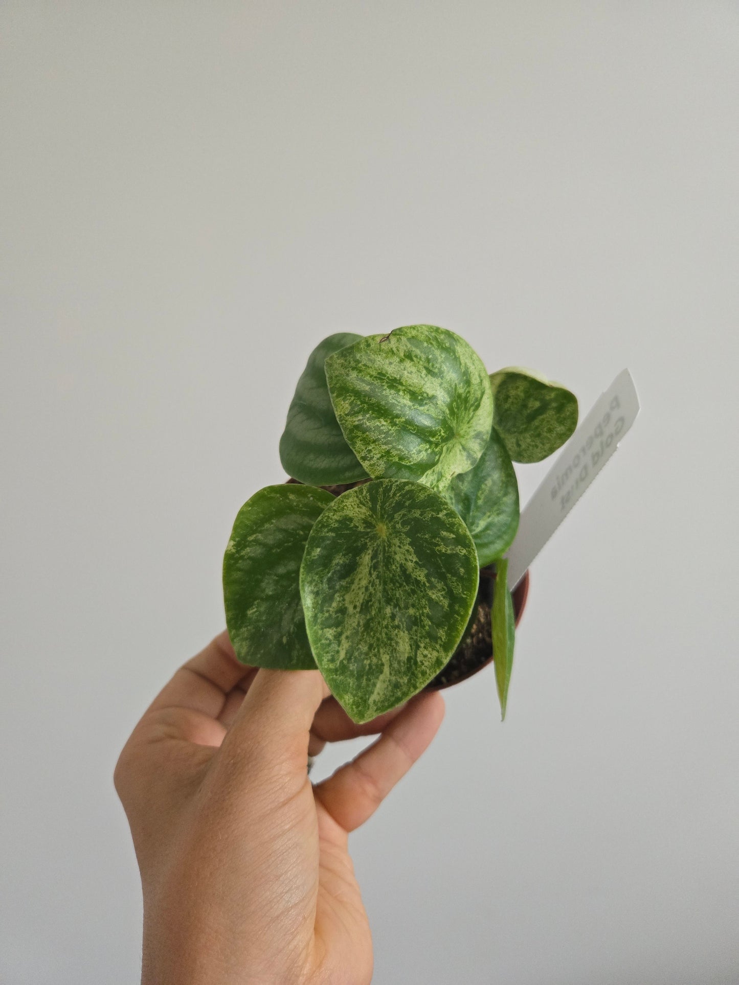 Peperomia Gold Dust