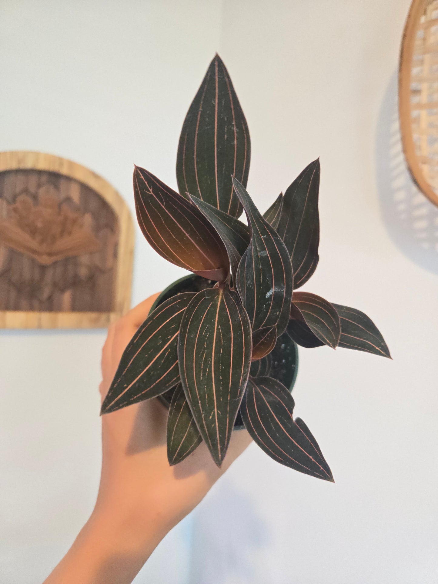 Silver Jewel Orchid