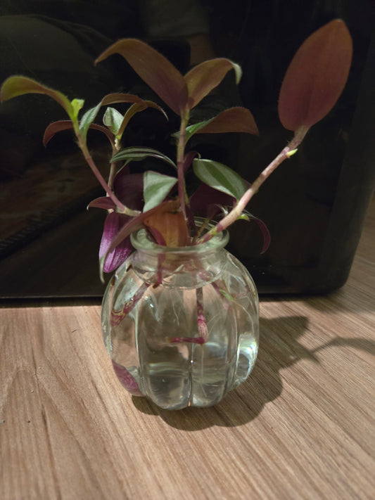 Clear Mini