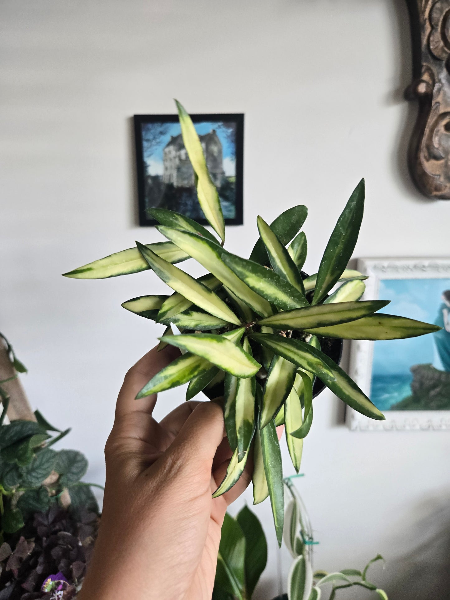 Hoya 'kentiana' Variegated