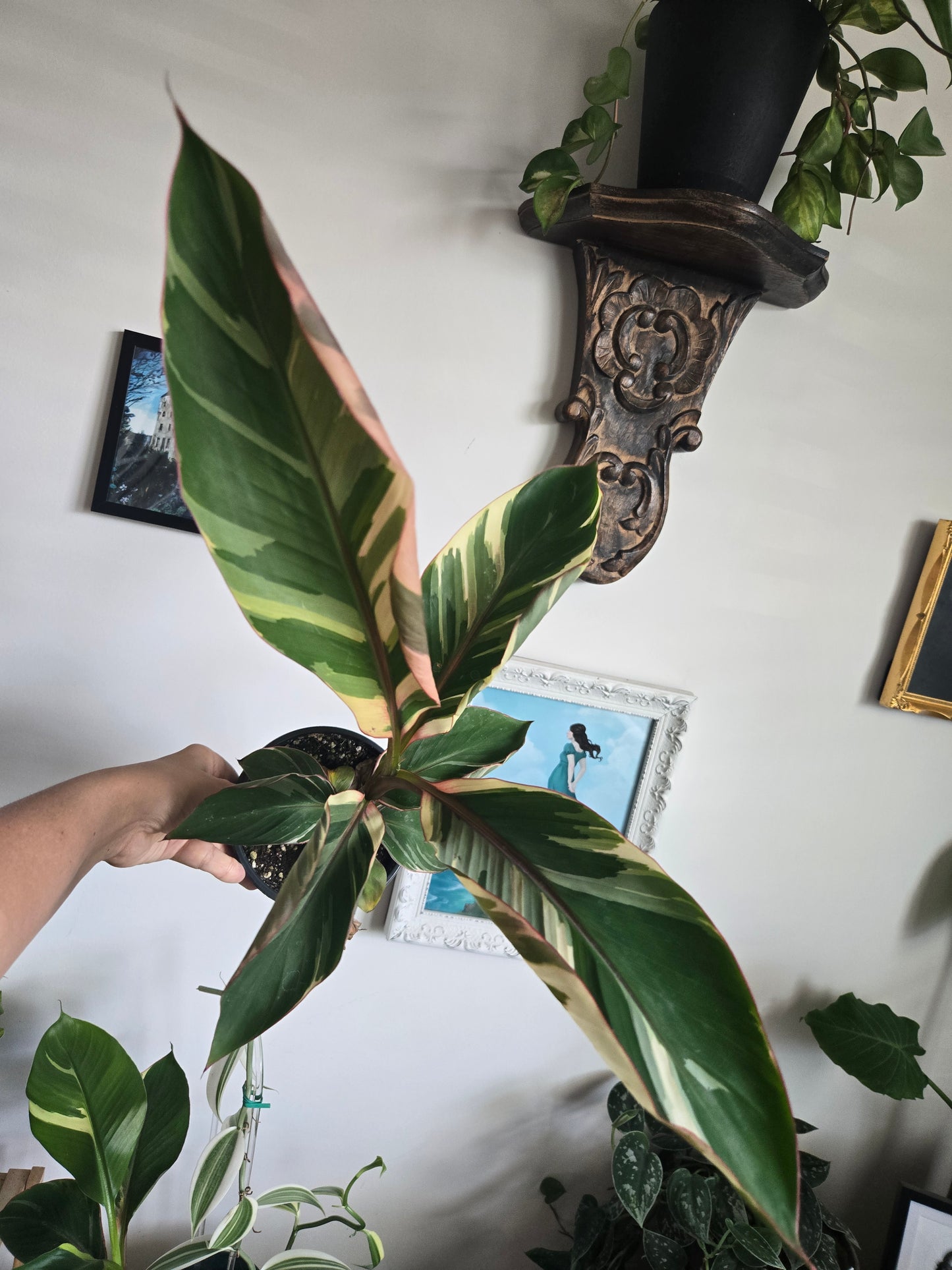 Pink Variegated Musa Soli Banana Plant