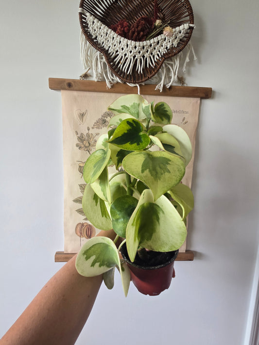 Peperomia polybotra Raindrop Verdant Flame