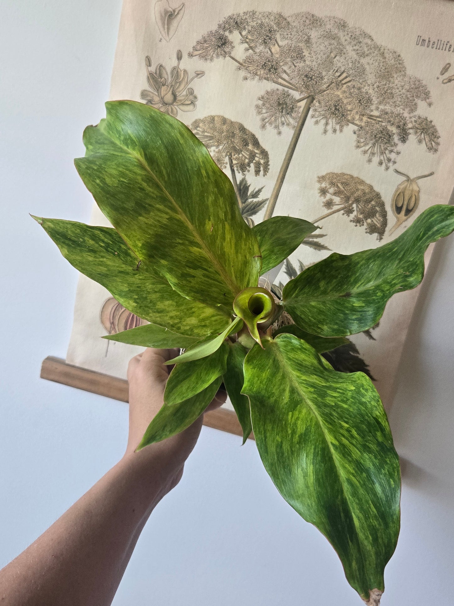 Philodendron Orange Marmalade
