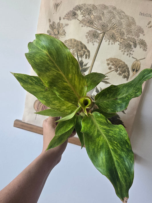Philodendron Orange Marmalade