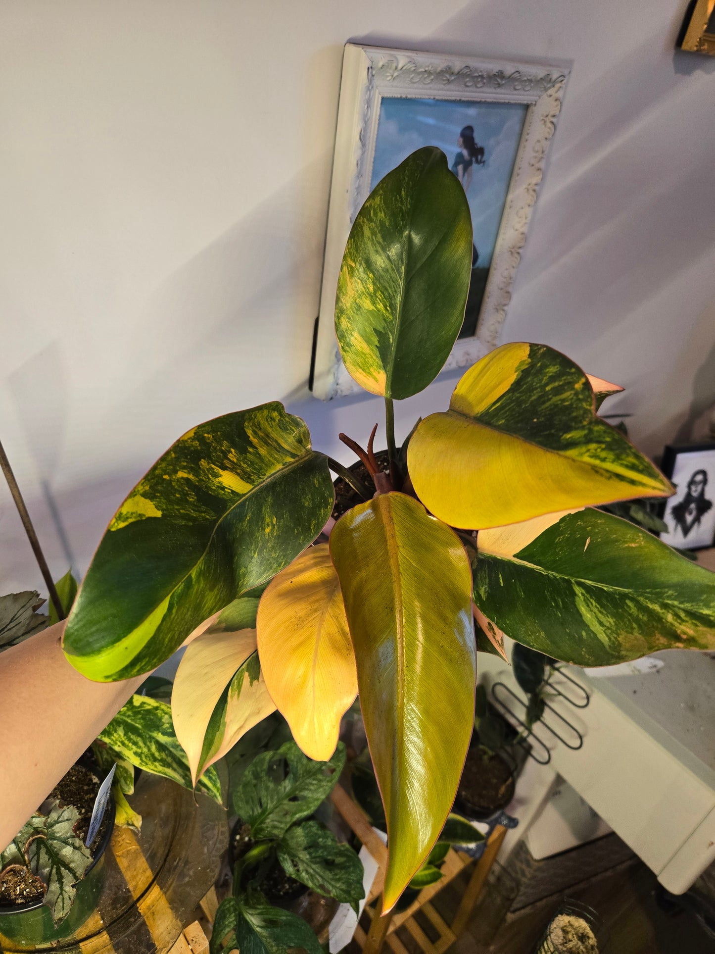 Philodendron Variegated Red Congo "Red Hot"