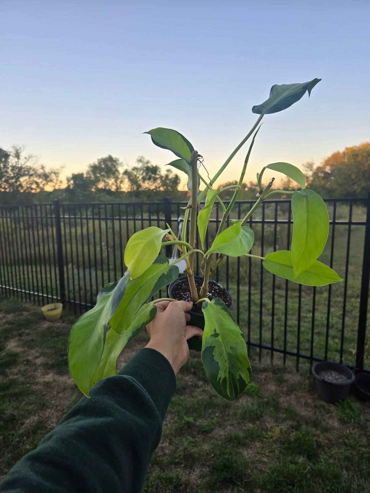 Philodendron Thai Sunrise