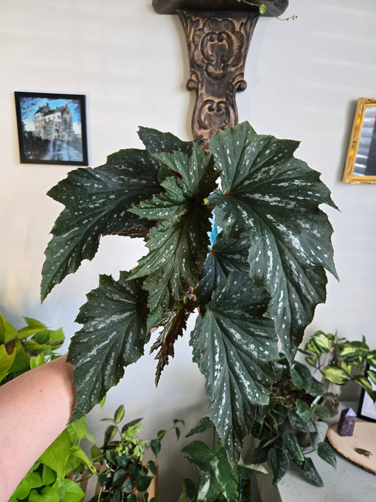 Angel Wing Begonia Lana