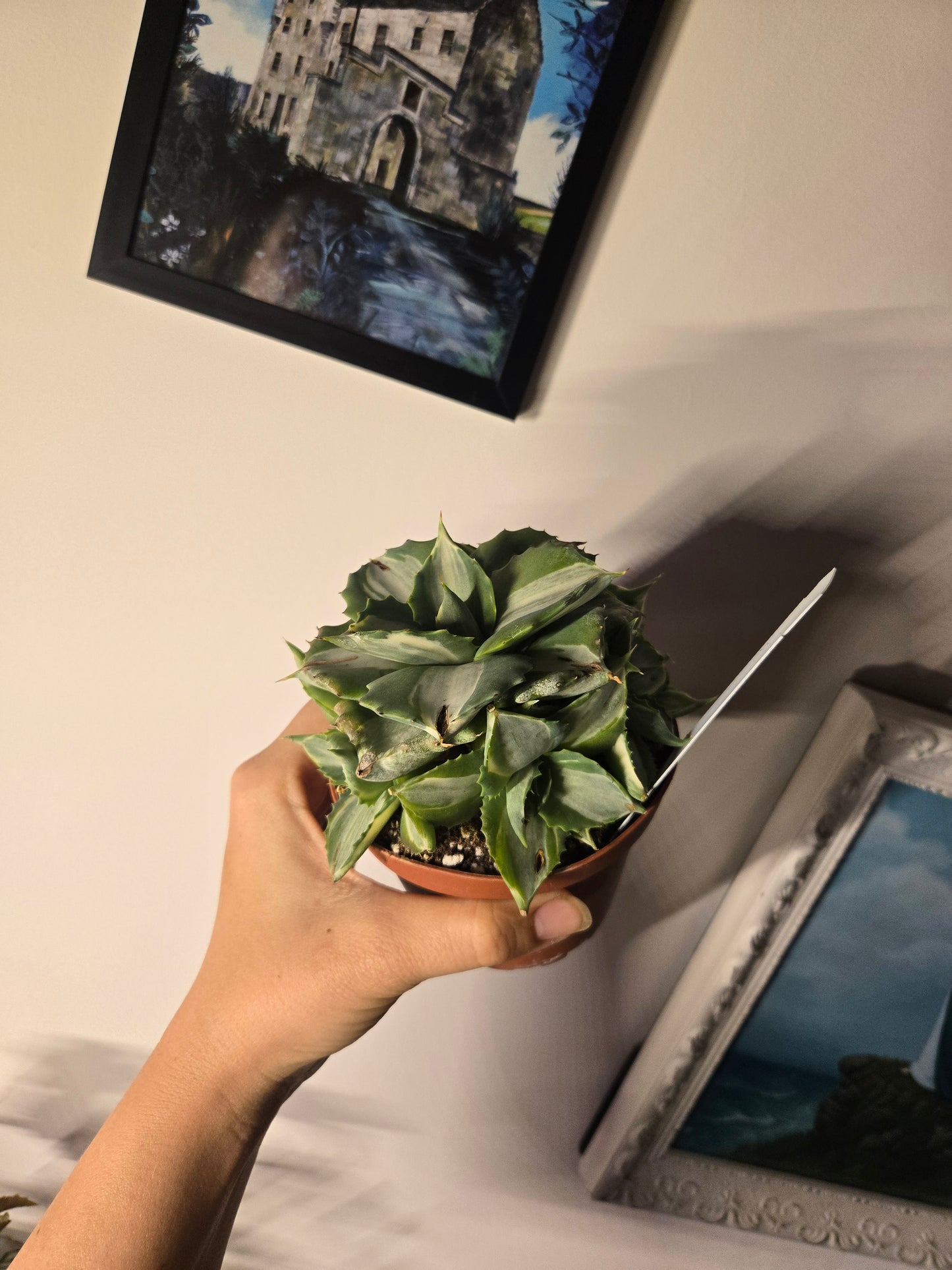 Agave Variegated in Glass Dish
