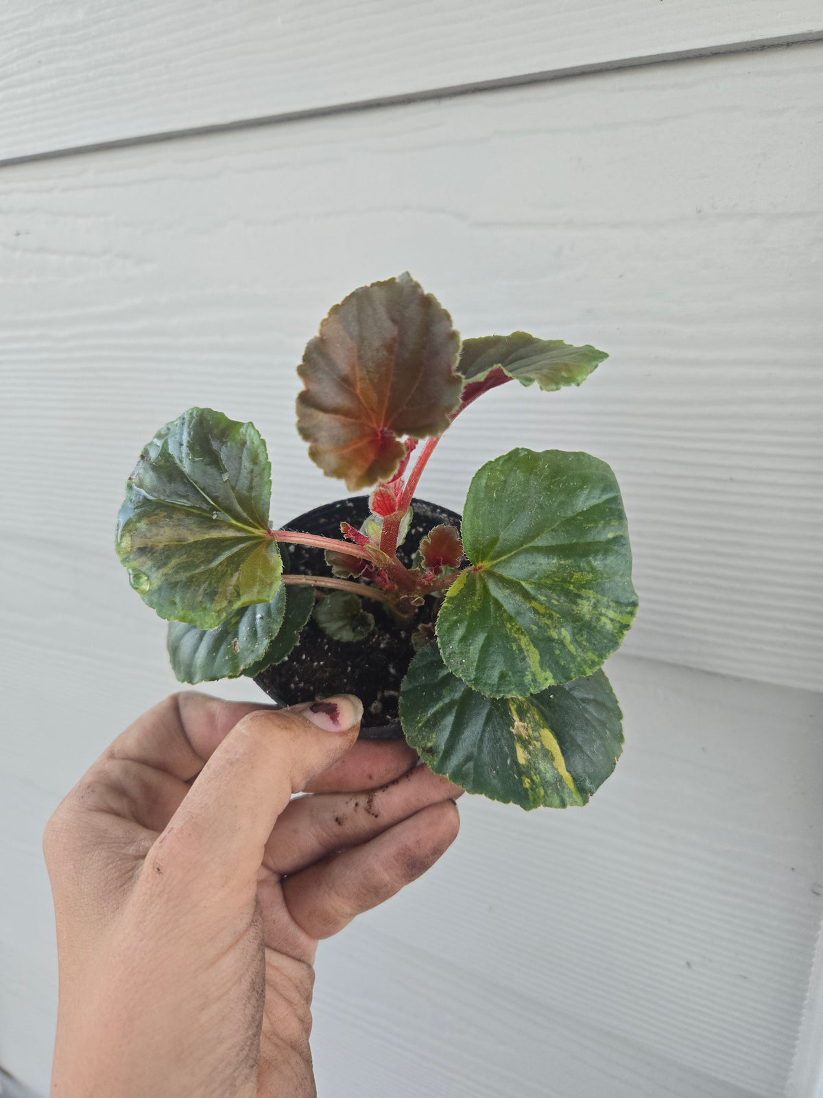 Begonia Cucullata Variegated