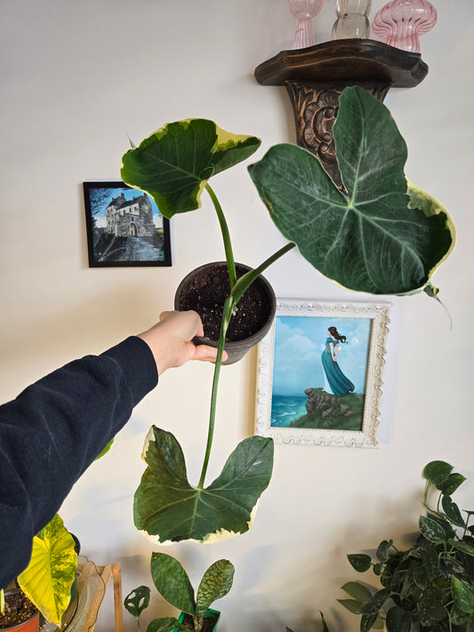 Mickey Mouse Alocasia