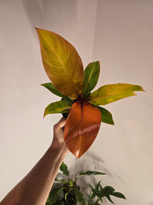 Philodendron Prince of Orange