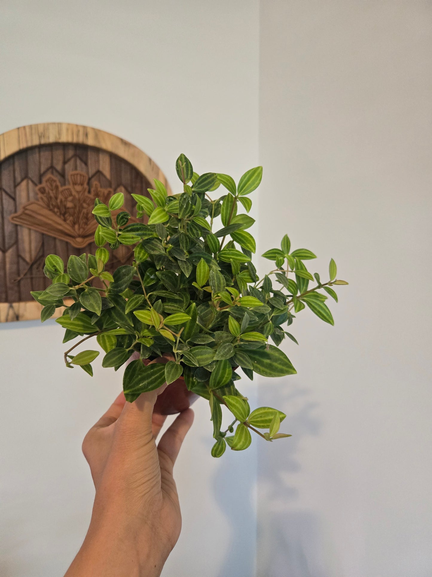 Peperomia Anguluta Beetle or Funky Frog
