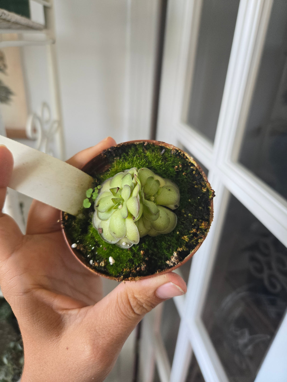 Pinguicula Cyclosecta