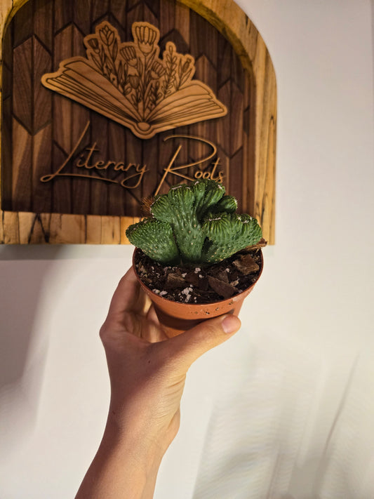 Crested Teddy Bear Cactus
