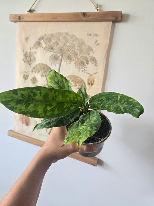 Aglaonema Camouflage