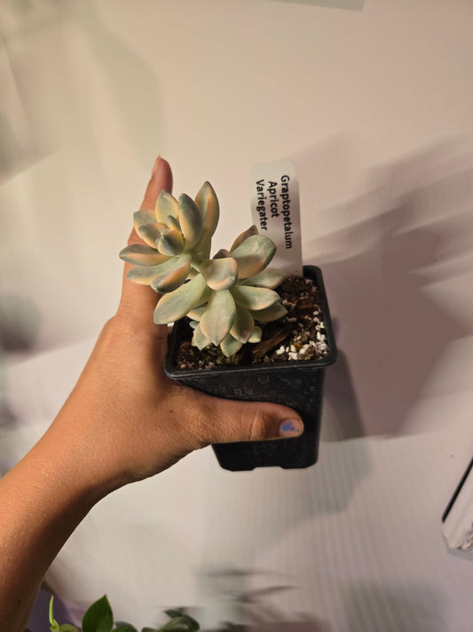 Graptopetalum Apricot Variegata