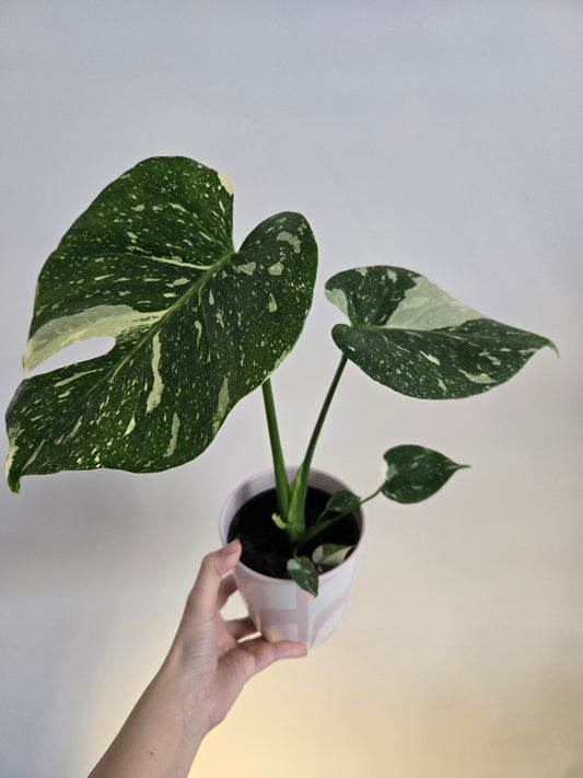 6 in Monstera Thai Constellation