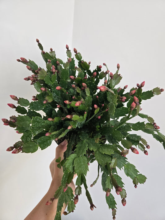 Sundancer Christmas Cactus 6 in
