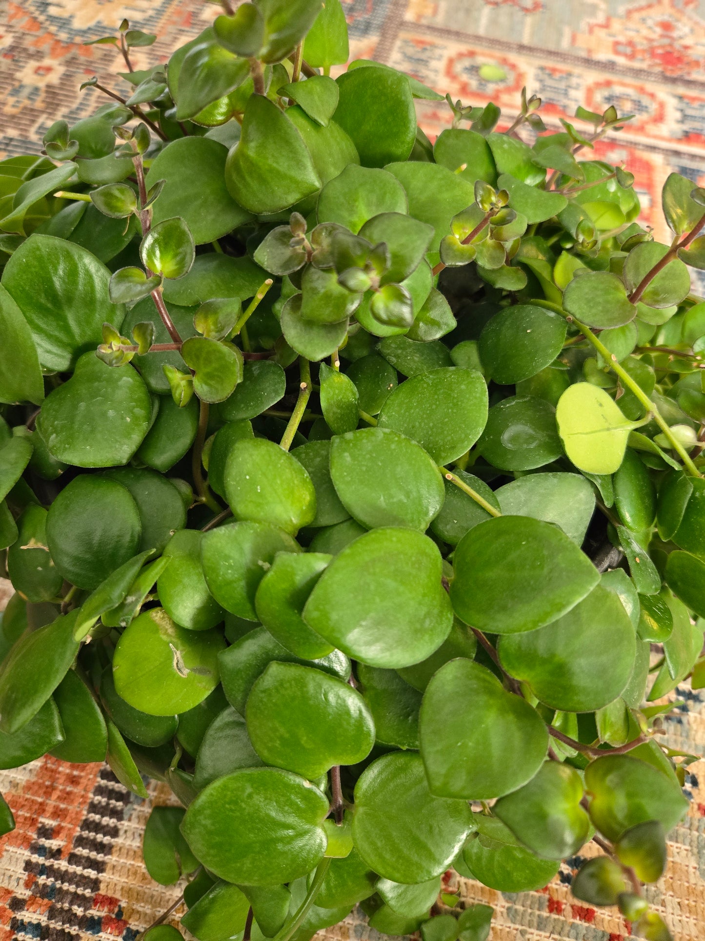 Pink Passion Lipstick Plant