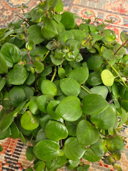 Pink Passion Lipstick Plant