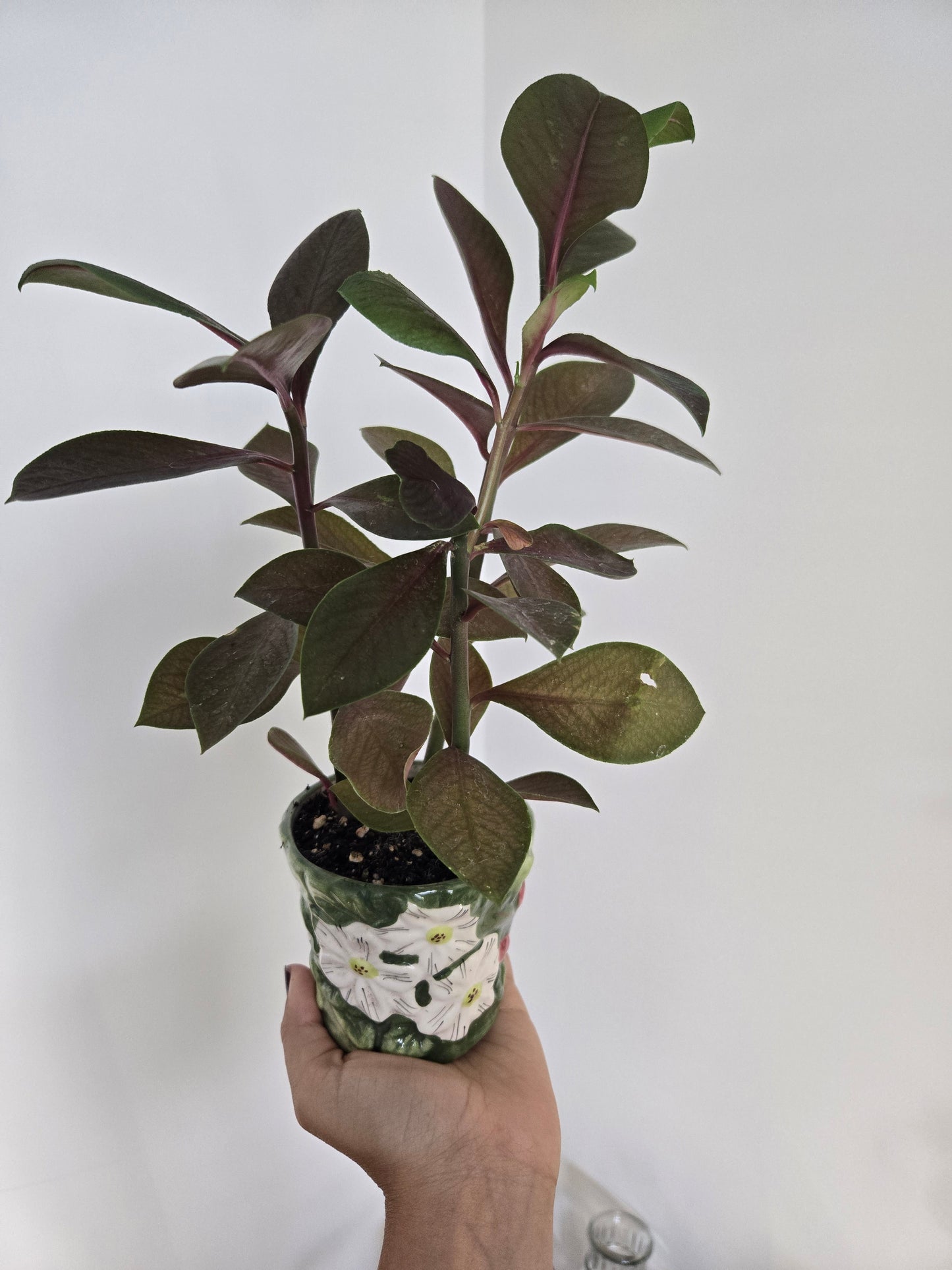 African Milk Plantin Antique Pot