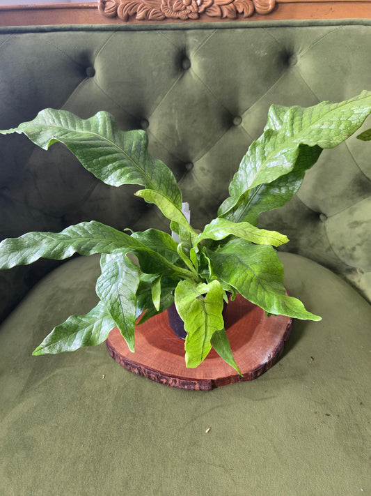 Crocodile Fern