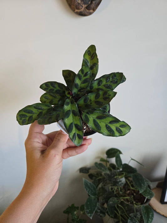 Calathea Rattle Snake