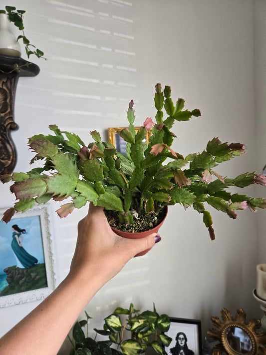 Sunrise Christmas Cactus