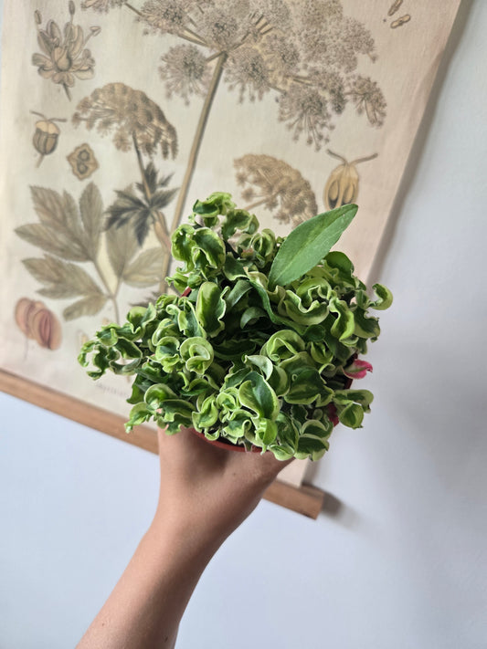 Pedilanthus Devil's Backbone Curly Variegated Succulent