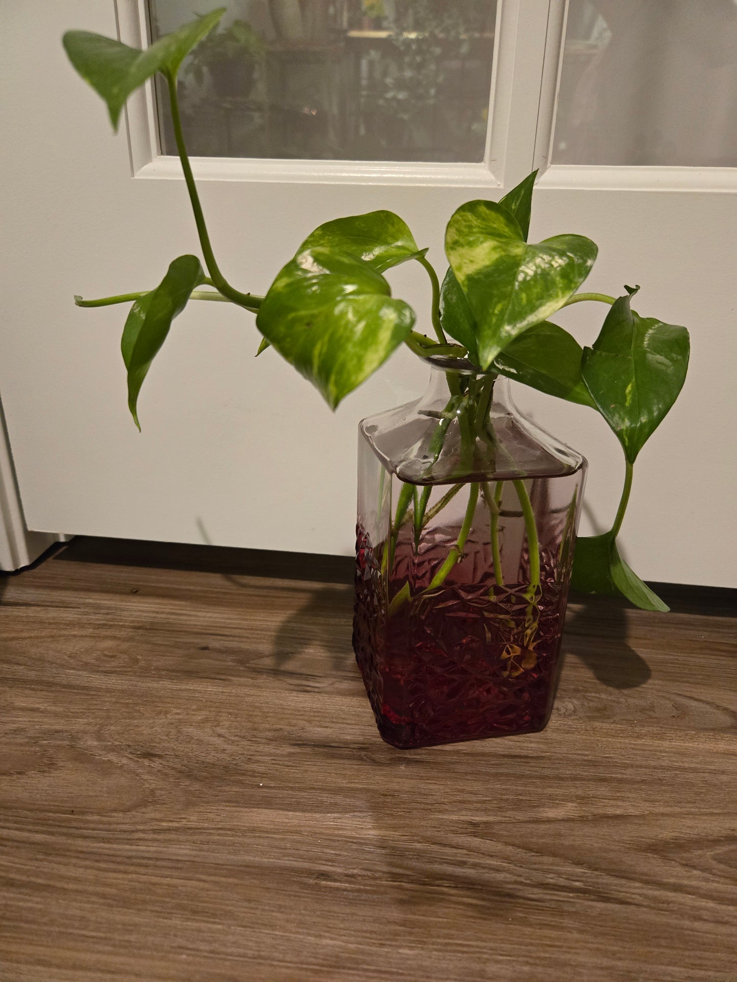 Plant Base Medium Clear to Pink Fade