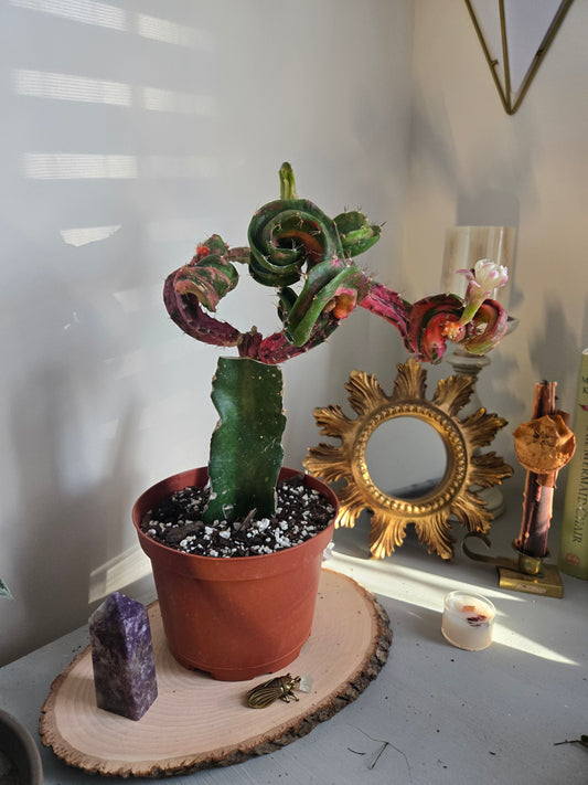 6in Hylocereus Hylocalycium Chimera
