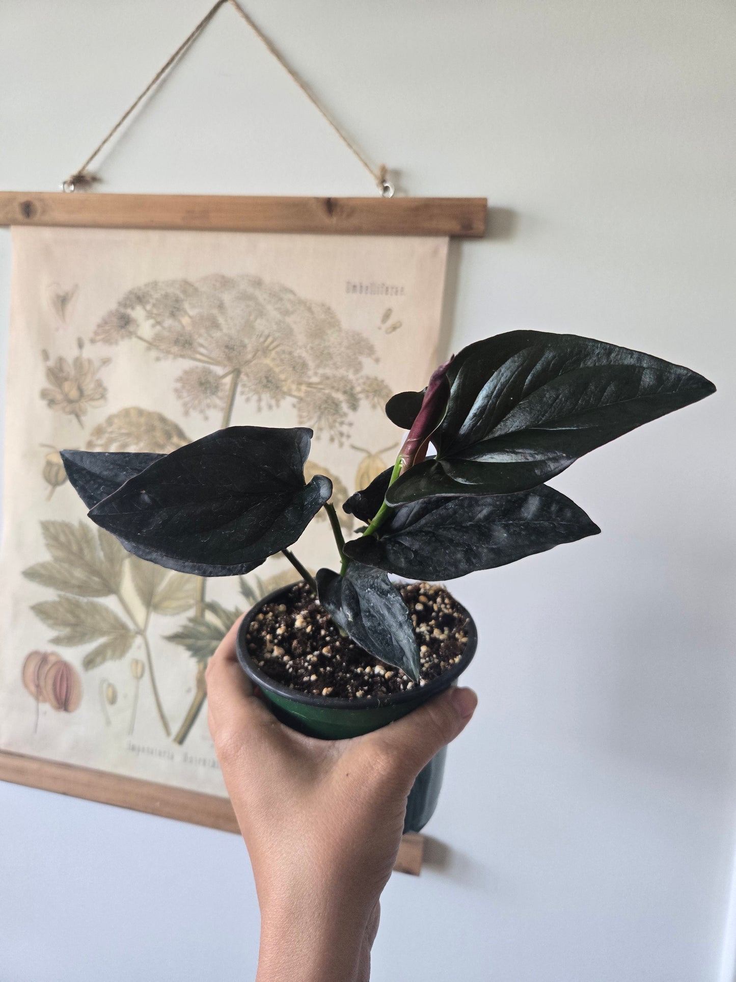 Syngonium Red Arrow