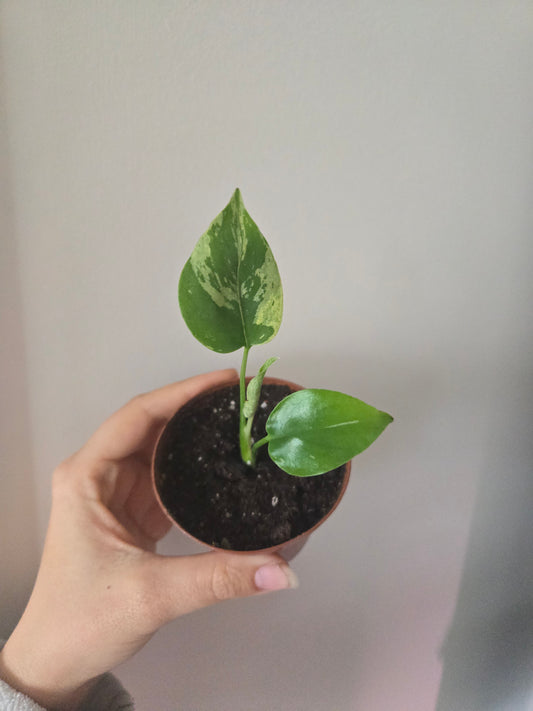 Monstera Bulbasaur Start