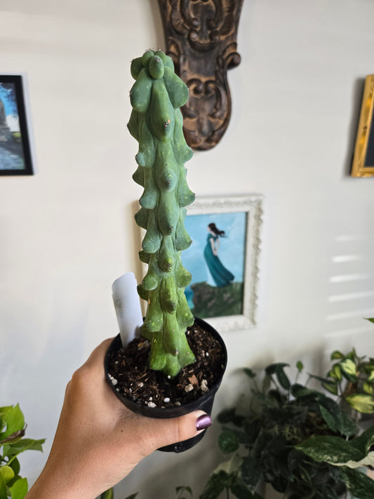 Boobie Cactus