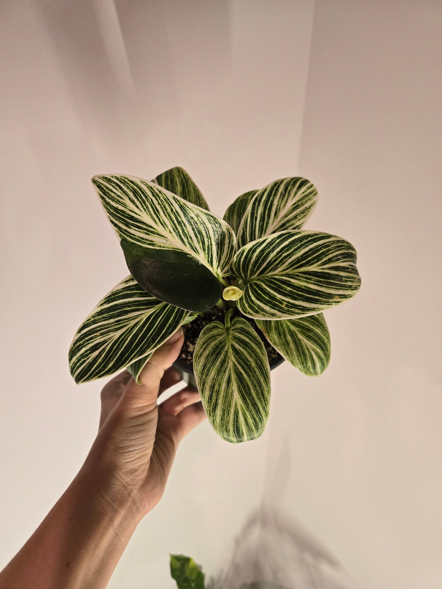 Birkin Galaxy Philodendron