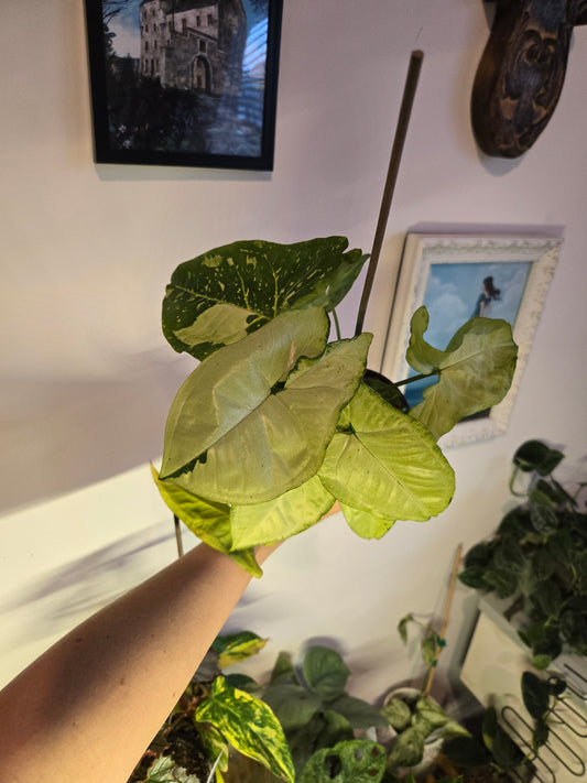 Panda Syngonium
